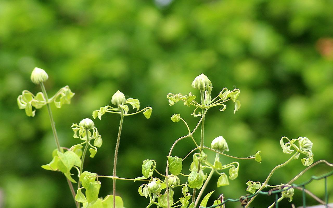 鸡爪槭怎么扦插