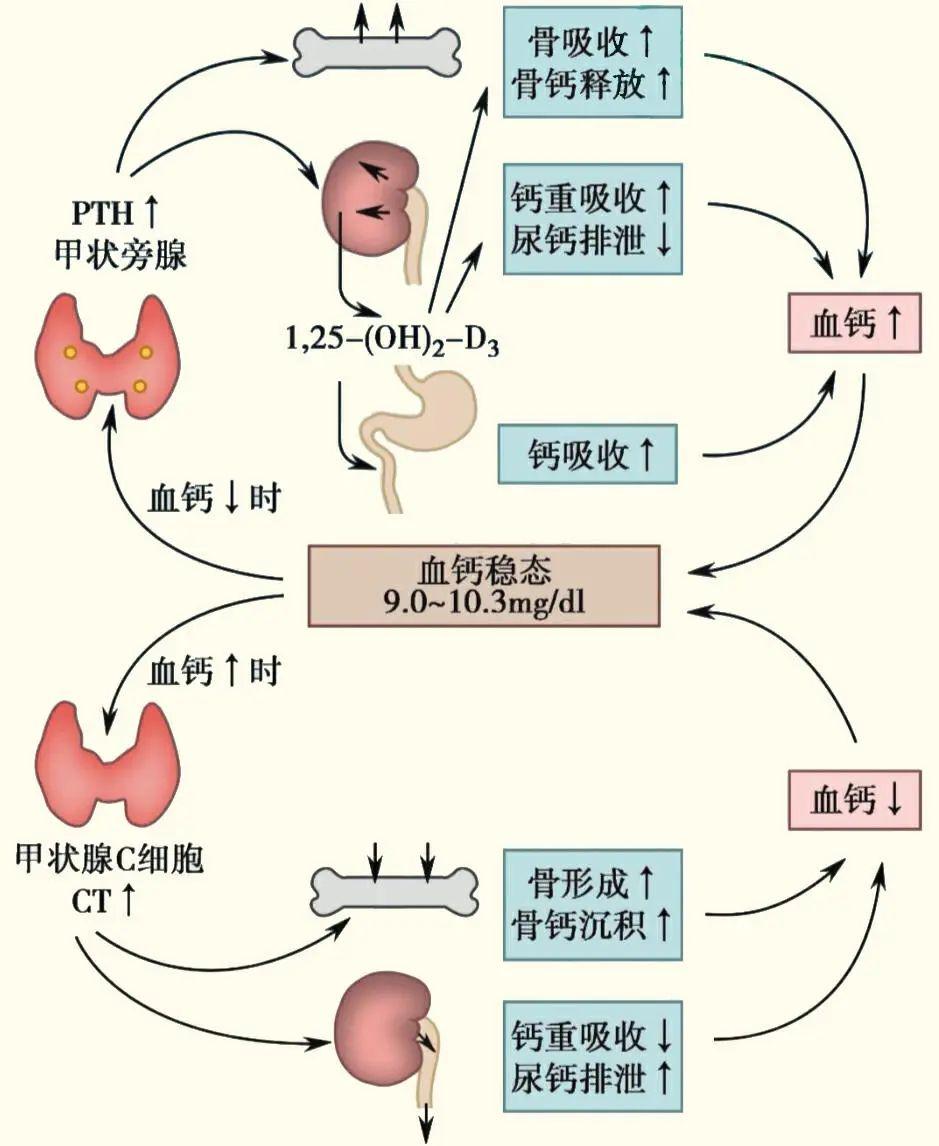 钙及其化合物的转化图图片