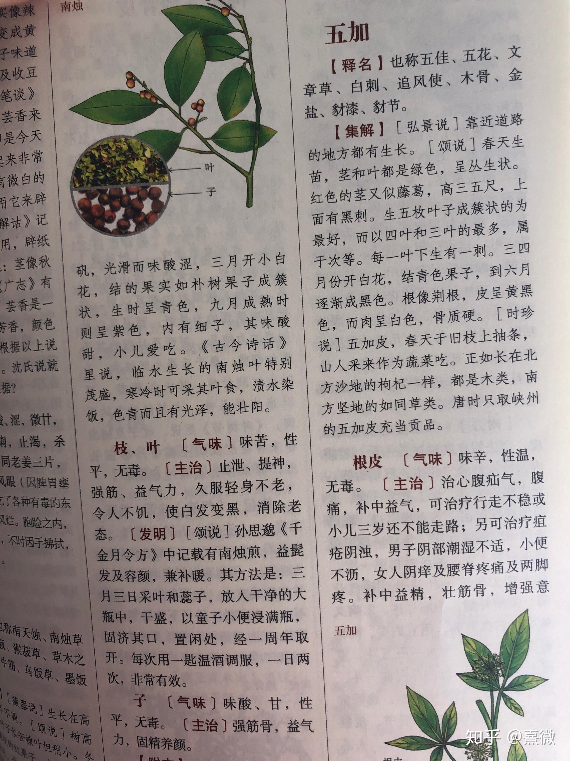 尾叶香茶菜如何进行种植，有哪些药用价值? —【发财农业网】