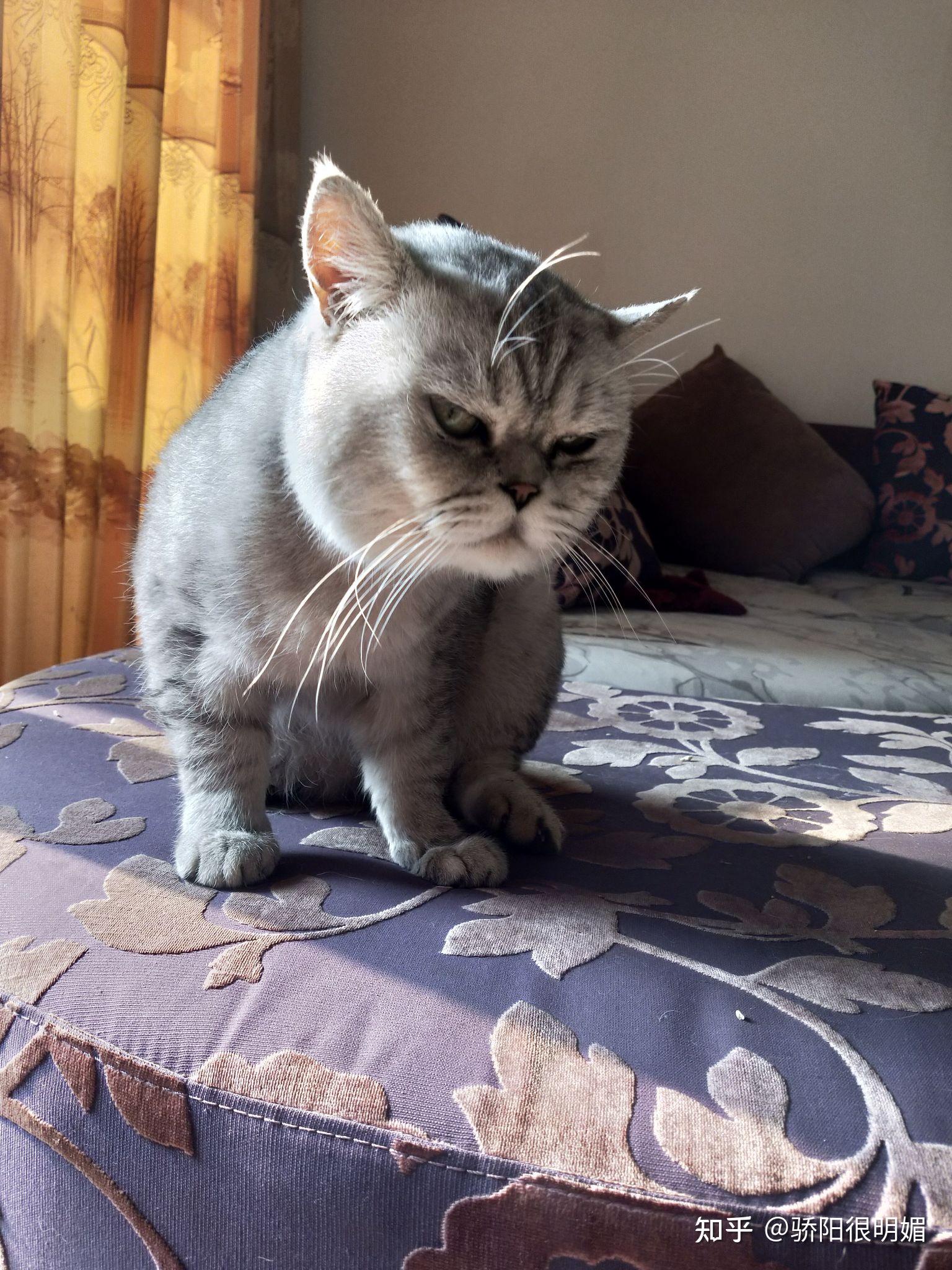 银渐层有多丑? - 知乎