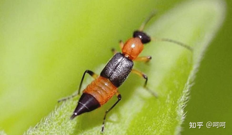 床上出现了这种黑红相间的小虫子,是什么虫?有毒吗? - 知乎