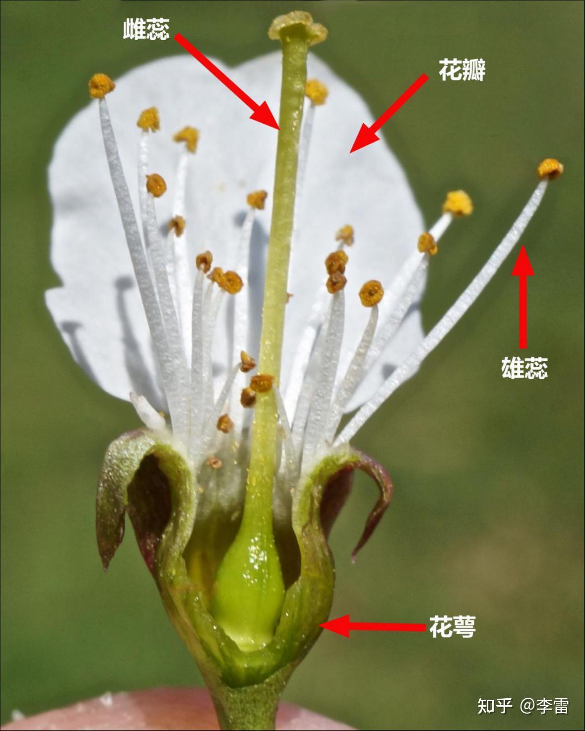 有颜色、有花香,甚至还有花蜜,为什么还不配叫花?「中国科普博览」 - 知乎