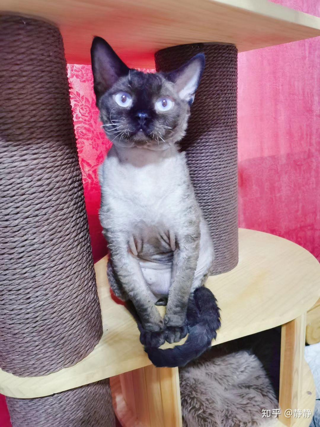 德文卷毛猫重点色是怎么样的