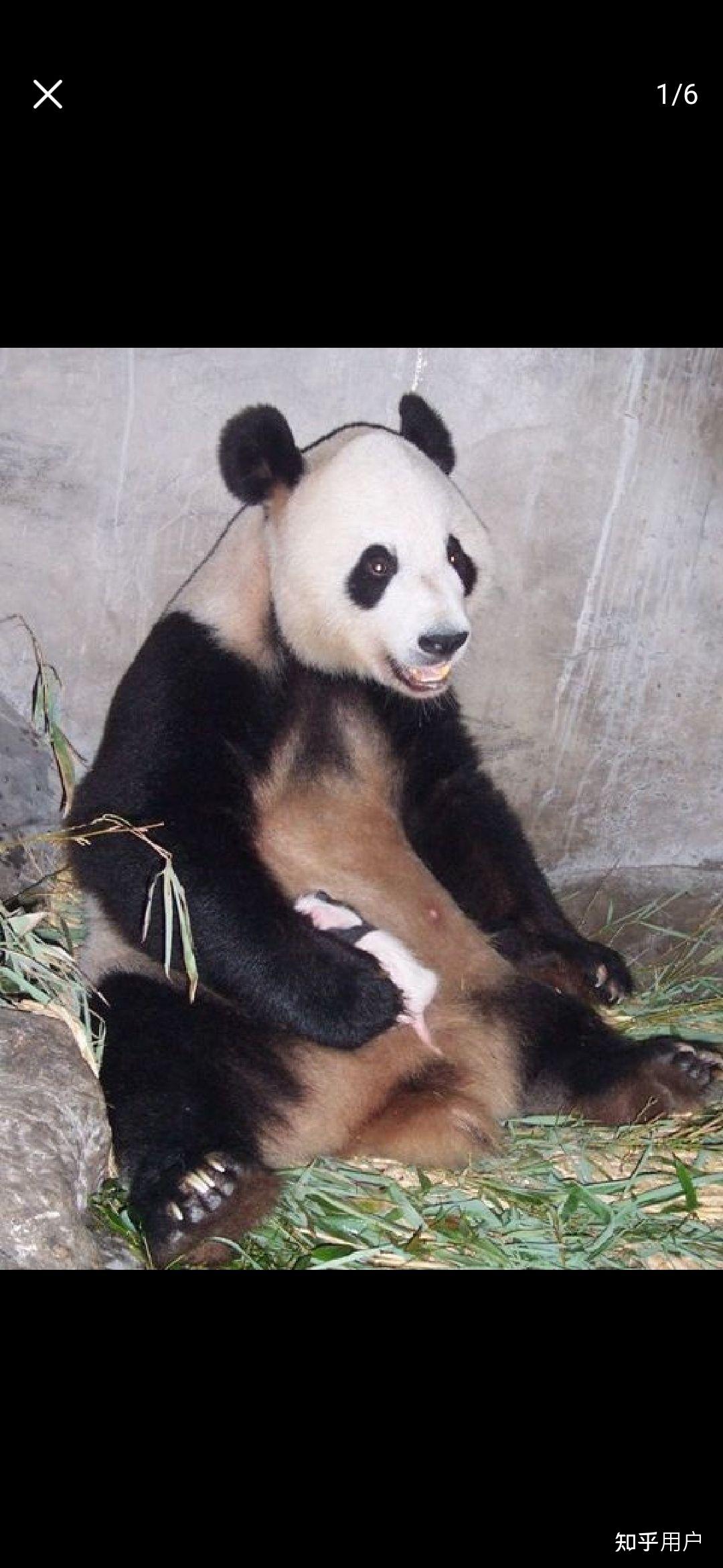 旅美大熊猫乐乐离世死因尚未确定大熊猫在海外生存现状如何