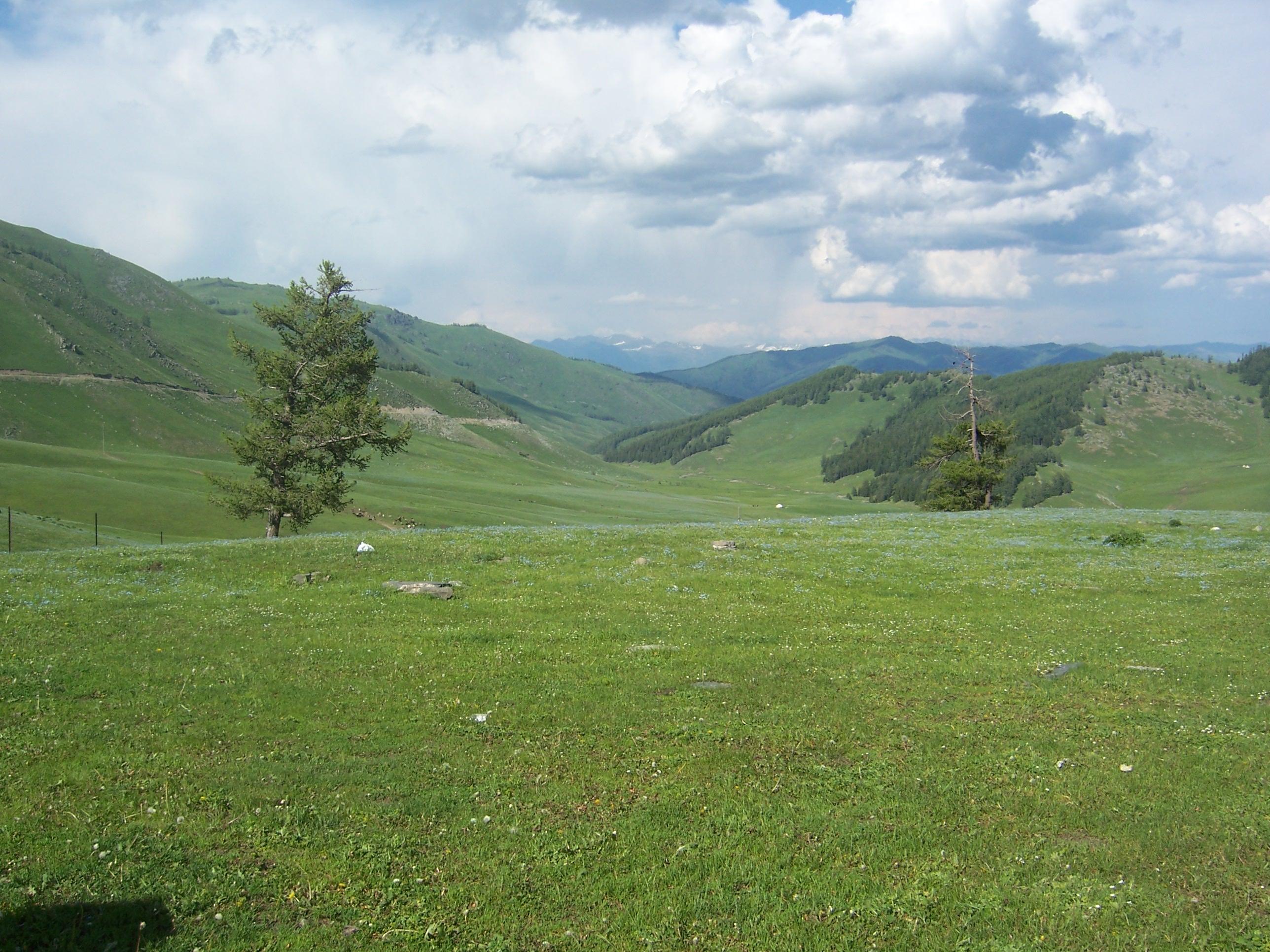 瑞士的山地草坪是人工修剪出来的还是天然的