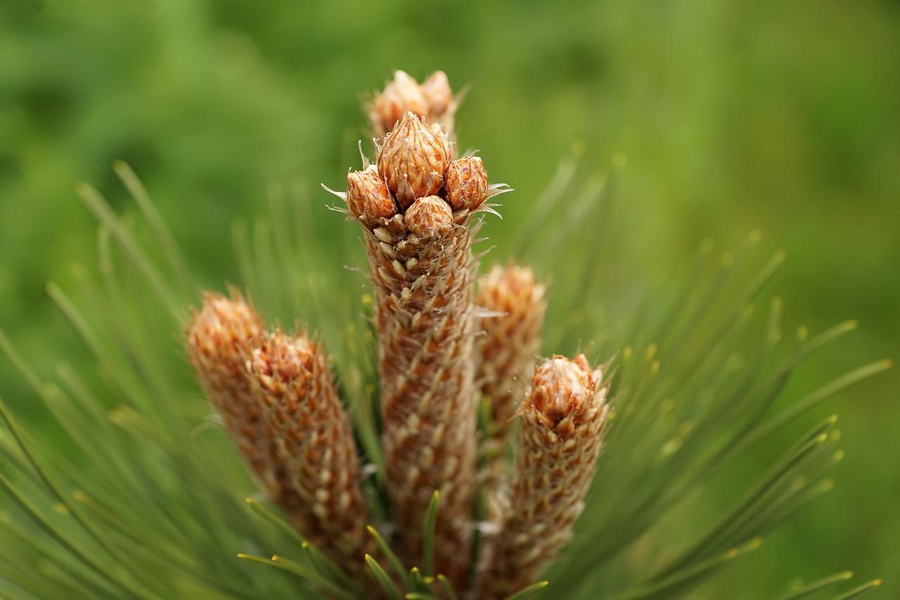 4. 柏树豪宅报价