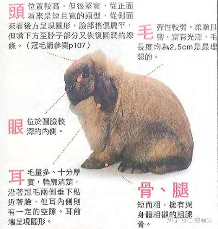 垂耳兔主要有哪几种品相的呐？ - 知乎