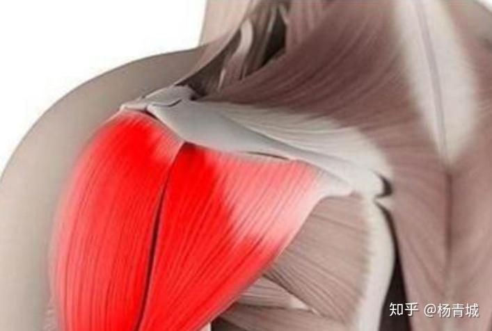 请问女生如何练三角肌后束