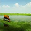 Zhihu profile picture for @bestiality