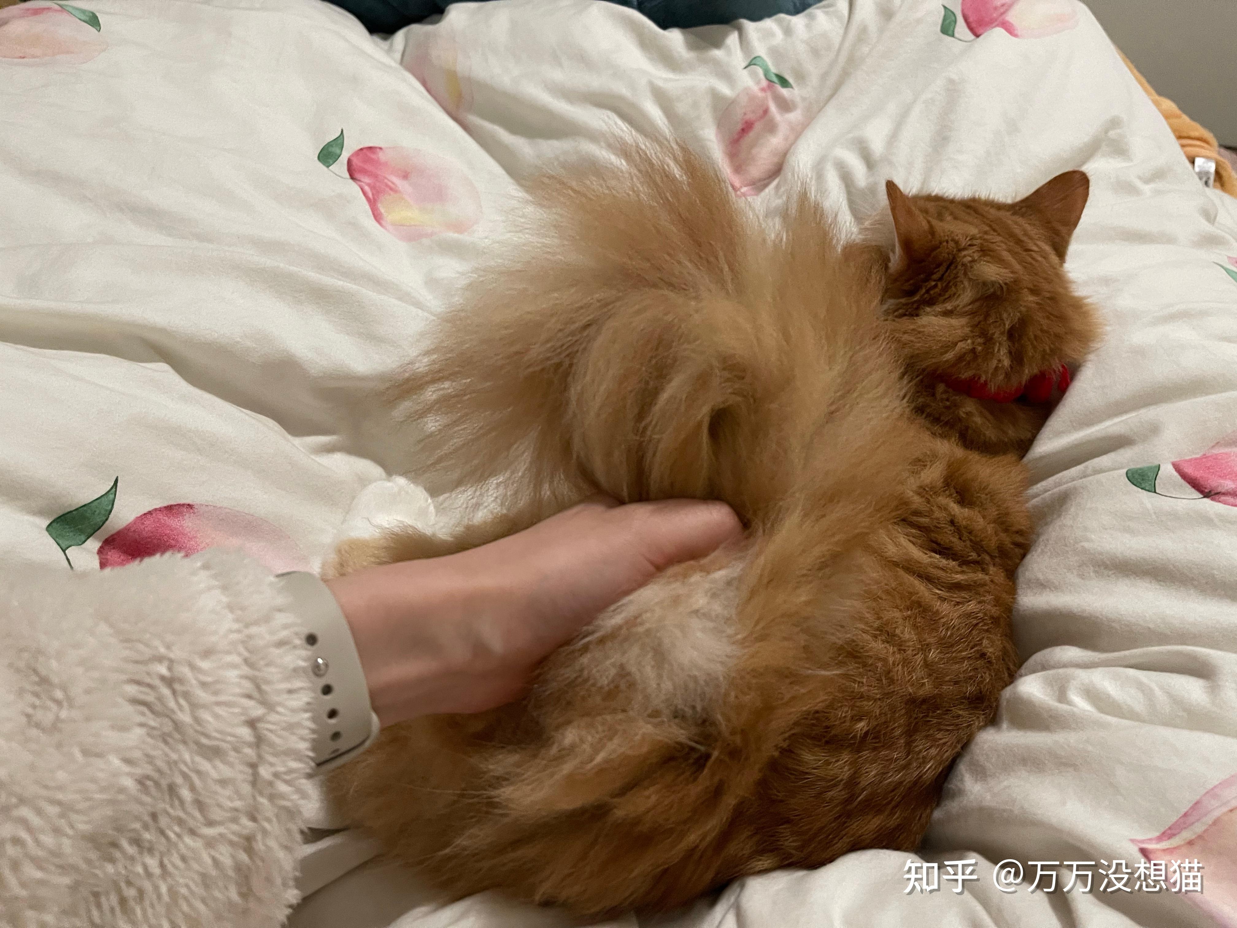 猫的尾巴能弯曲成爱心的形状吗?