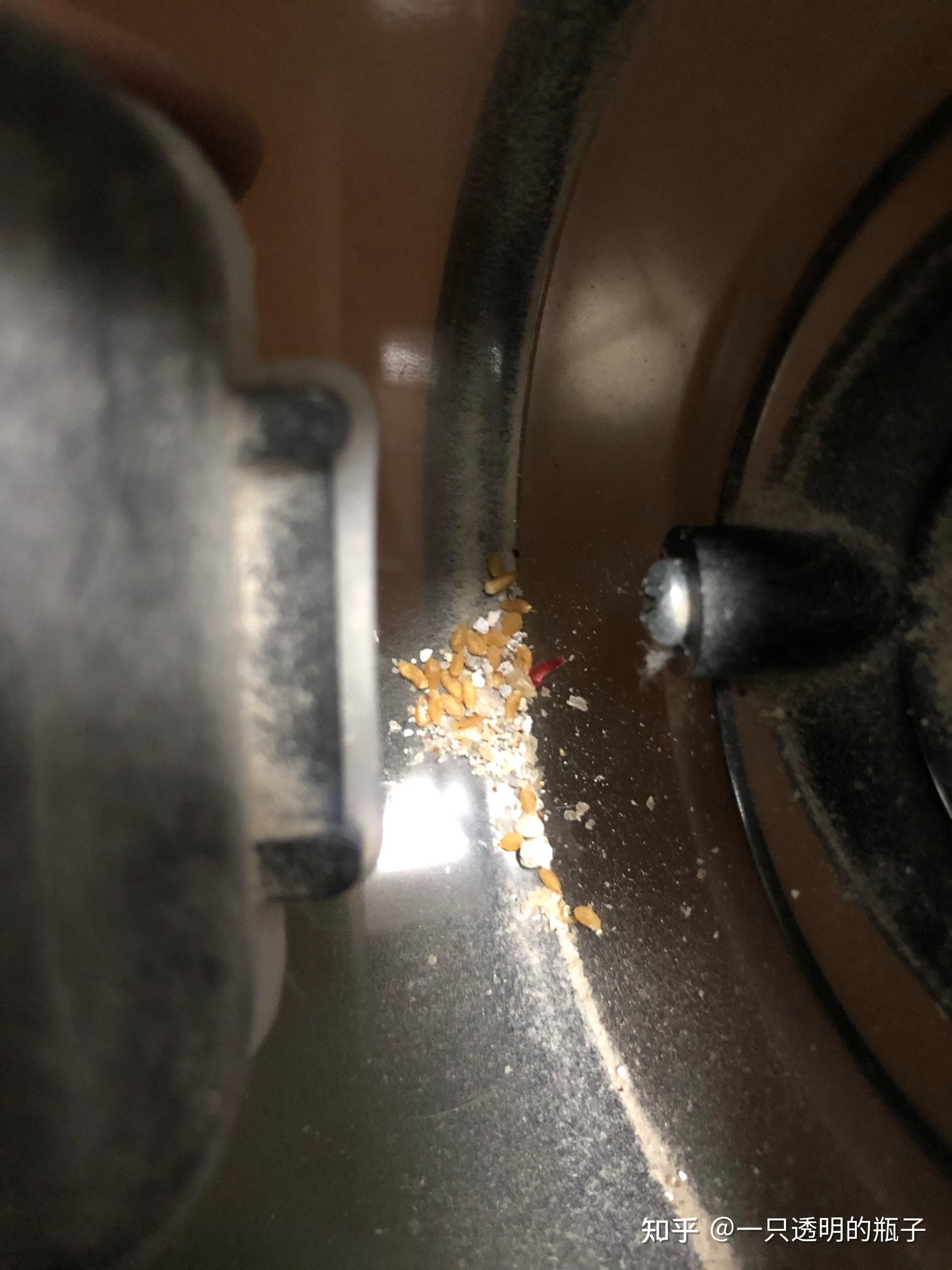 床上发现芝麻一样的的虫卵枕头下面比较多本人每天洗澡床单刚换的有人