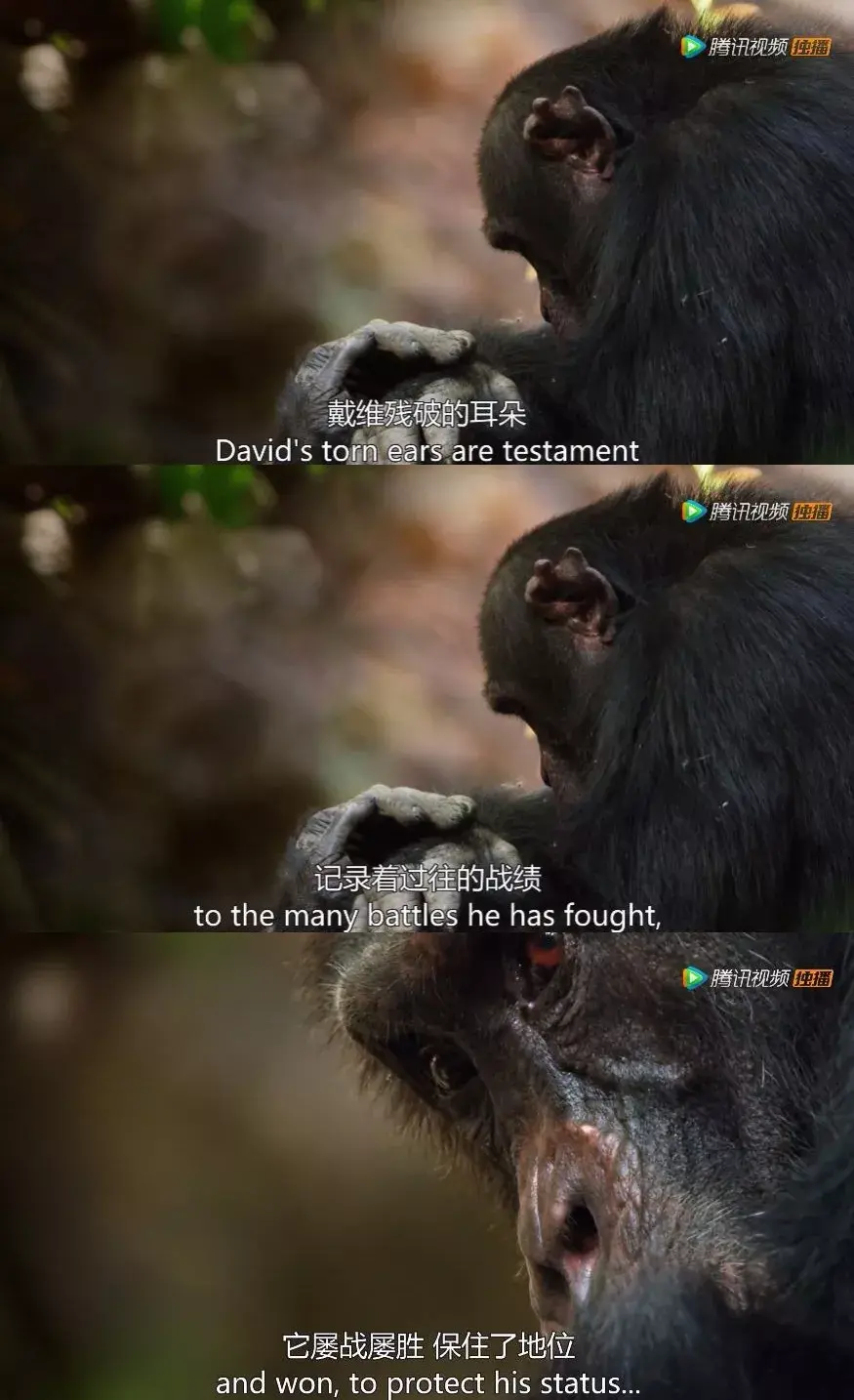 如何评价 bbc 与腾讯视频合作推出的自然类纪录片《王朝》(dynasties)