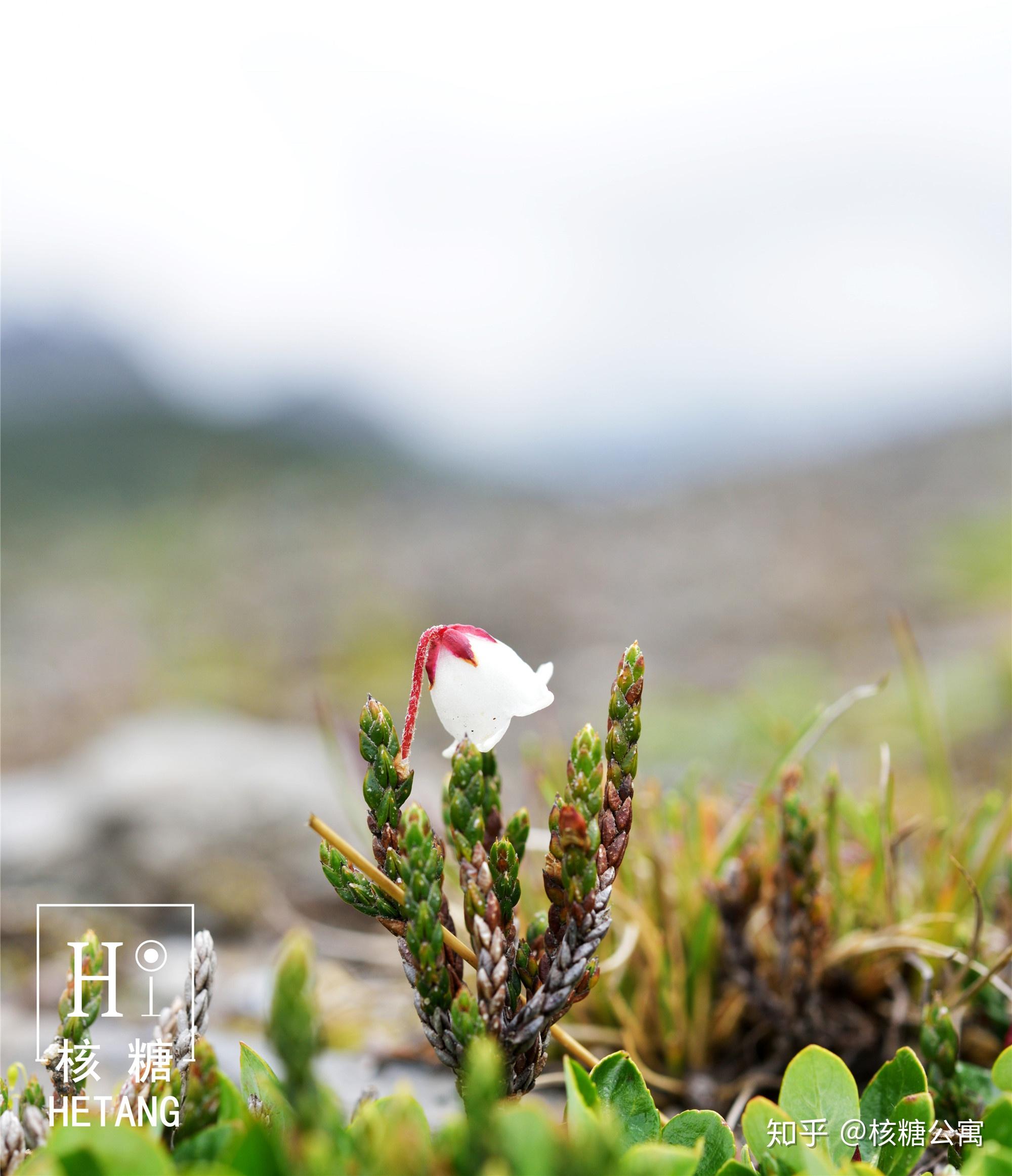 秋英花与格桑花图片