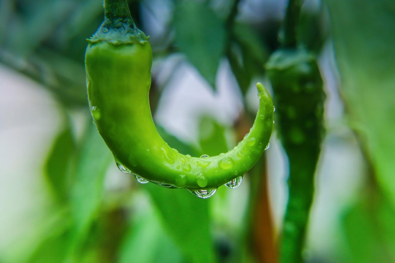 目前食辣的風潮或將面臨消退研究人員表示辣味飲食的商業業態或到達