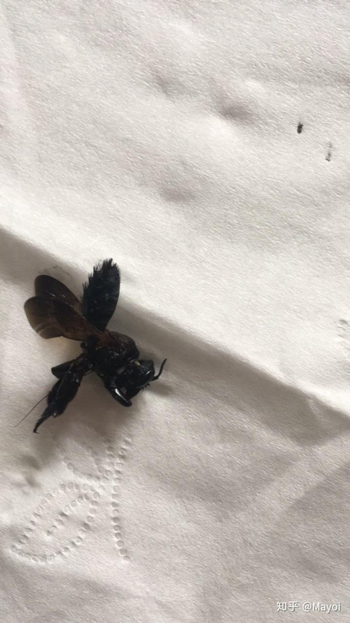 全身黑色的像马蜂一样的昆虫叫什么会在家筑巢