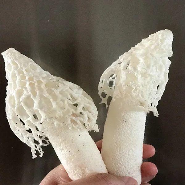 野生菌种类大科普之竹荪 - 知乎