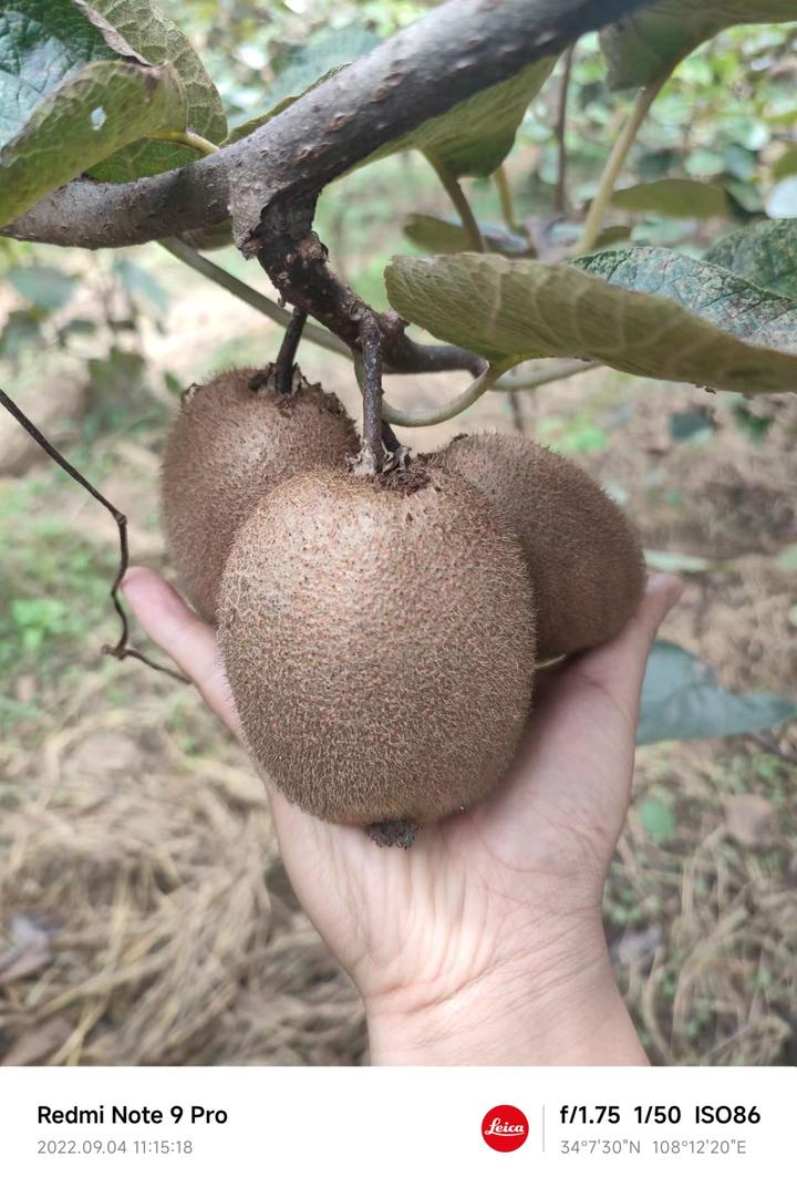 2022周至猕猴桃中的王者——瑞玉猕猴桃 - 知乎