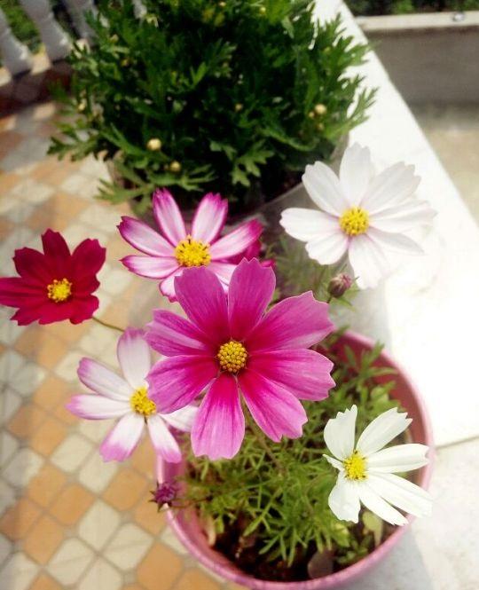 趁着天气热,养一两盆波斯菊,不到2个月,开花爆满屋