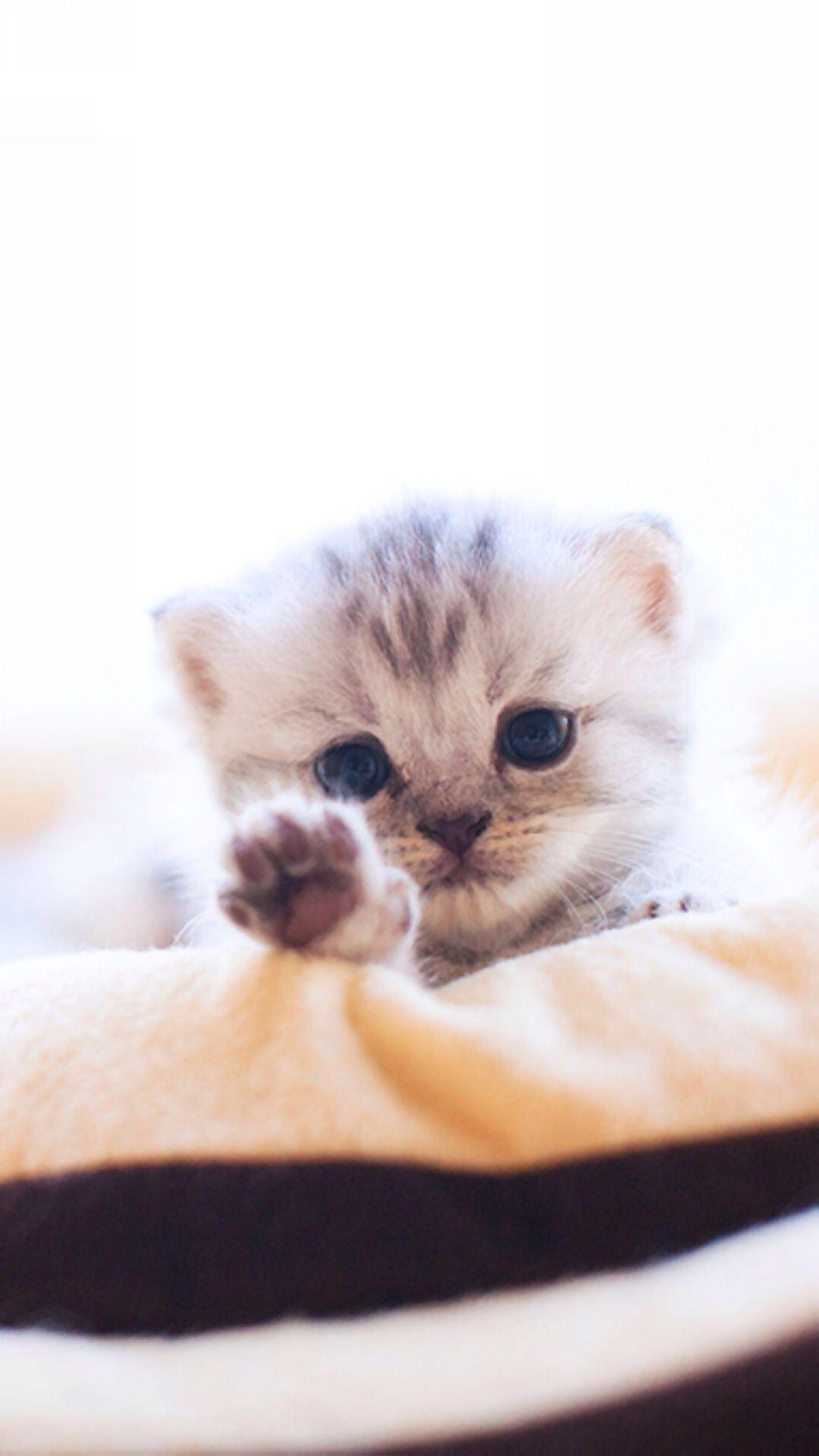 有哪些好看的猫咪壁纸或头像