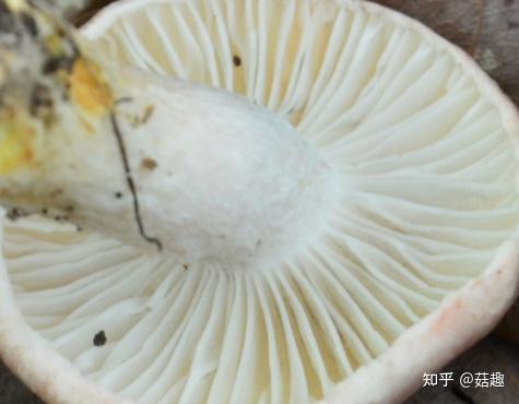 同一种蘑菇的菌褶的褶瓣数是一样或相近的吗,为什么用"稀褶"和"密褶"