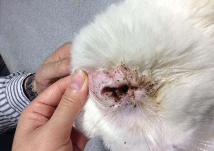 狗狗得了中耳炎怎么办