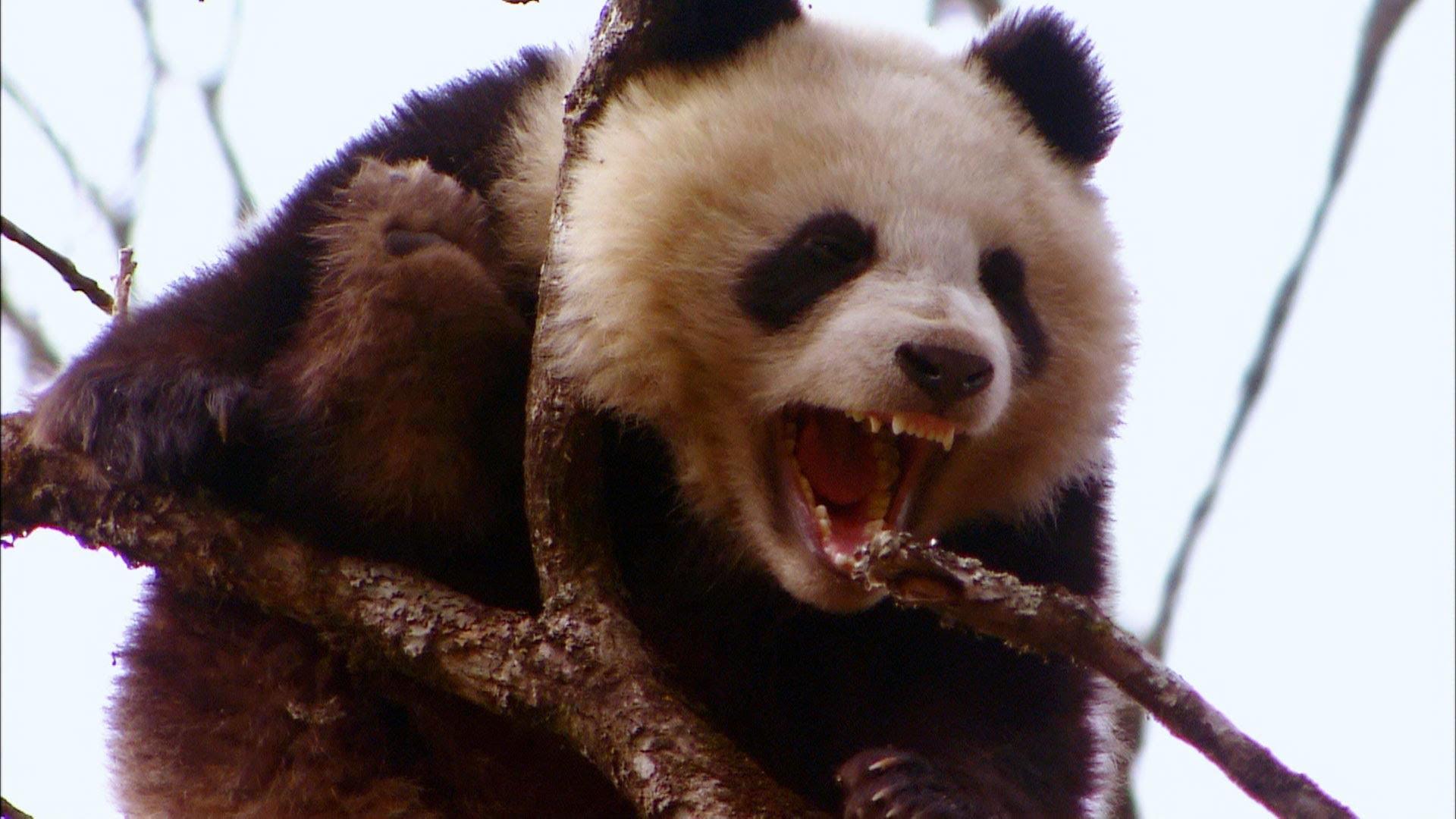 截止到18世纪,为什么始熊猫到大熊猫历经800万年都没灭绝? - 知乎