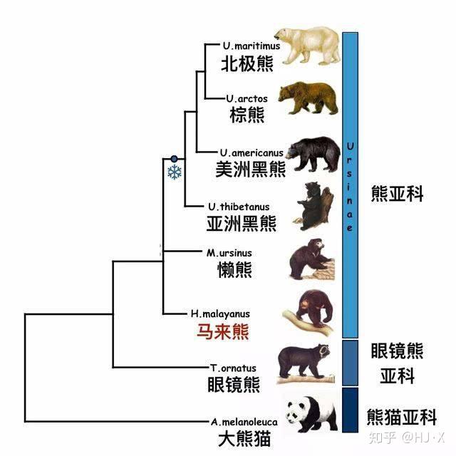 义乌一商场大屏现巨幅丫丫海报 中国为什么会选择熊猫作为国宝呢？