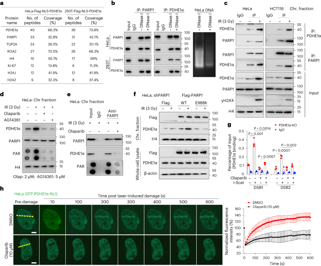 Parylation H2o2 Nat Struct Mol Biol |深大朱卫国团队乙酰化组学揭示DNA损伤修复重要机制 - PTMBio - 博客园