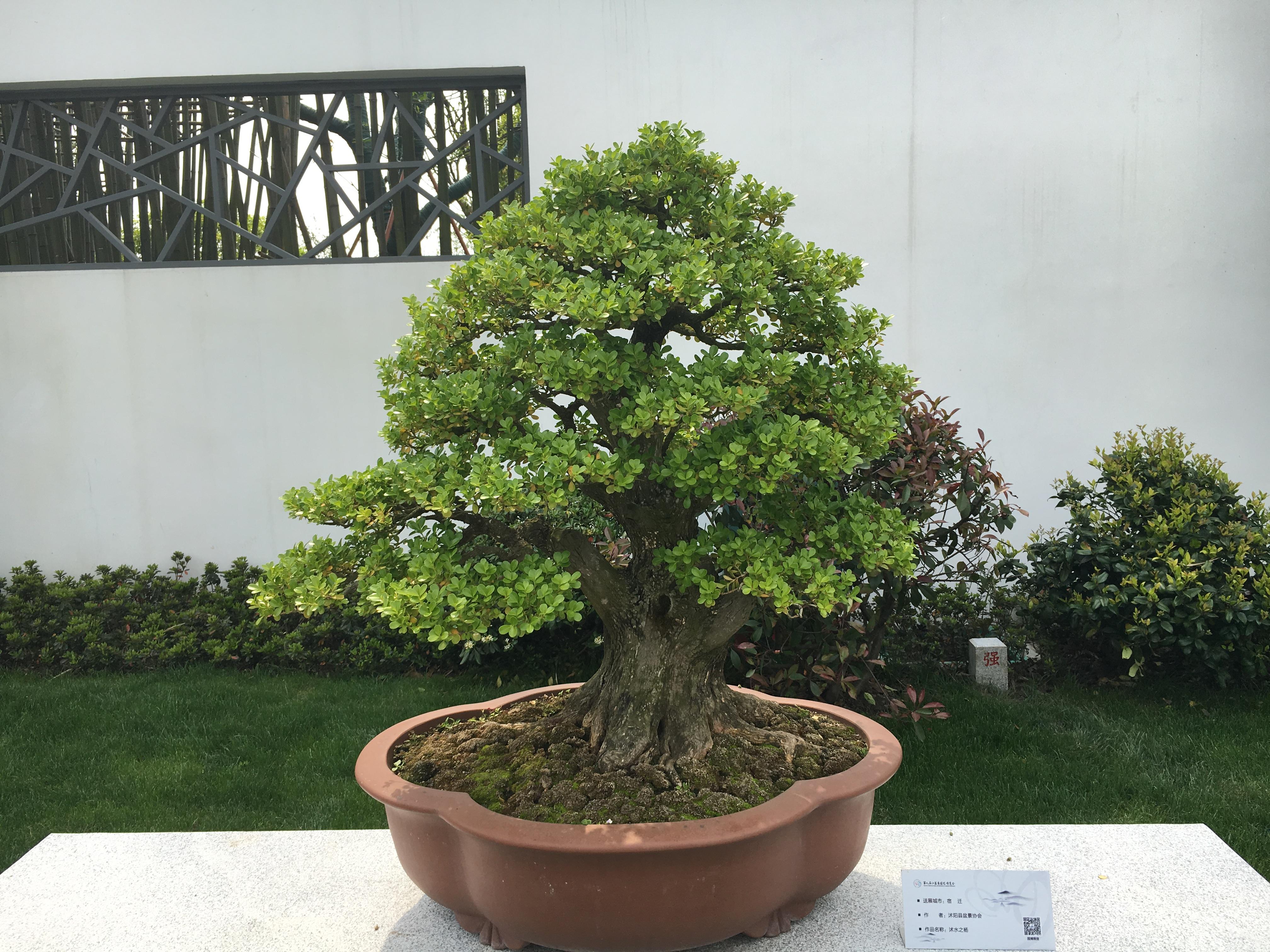 上海哪里有黄杨出售树型好观赏性强的