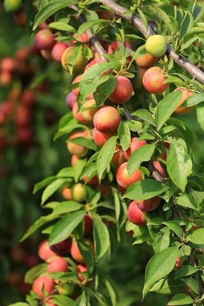 桃李李子苗基地李树苗的嫁接技术和后续管理