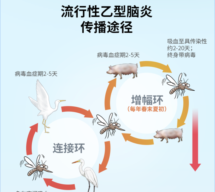 伊蚊、库蚊、按蚊三类常见蚊子传播病毒 - 知乎