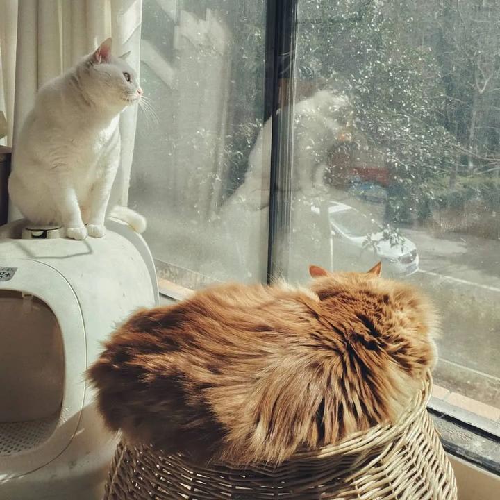 [红色胶囊]猫精小白与铁拳小肥的故事（下） - 知乎