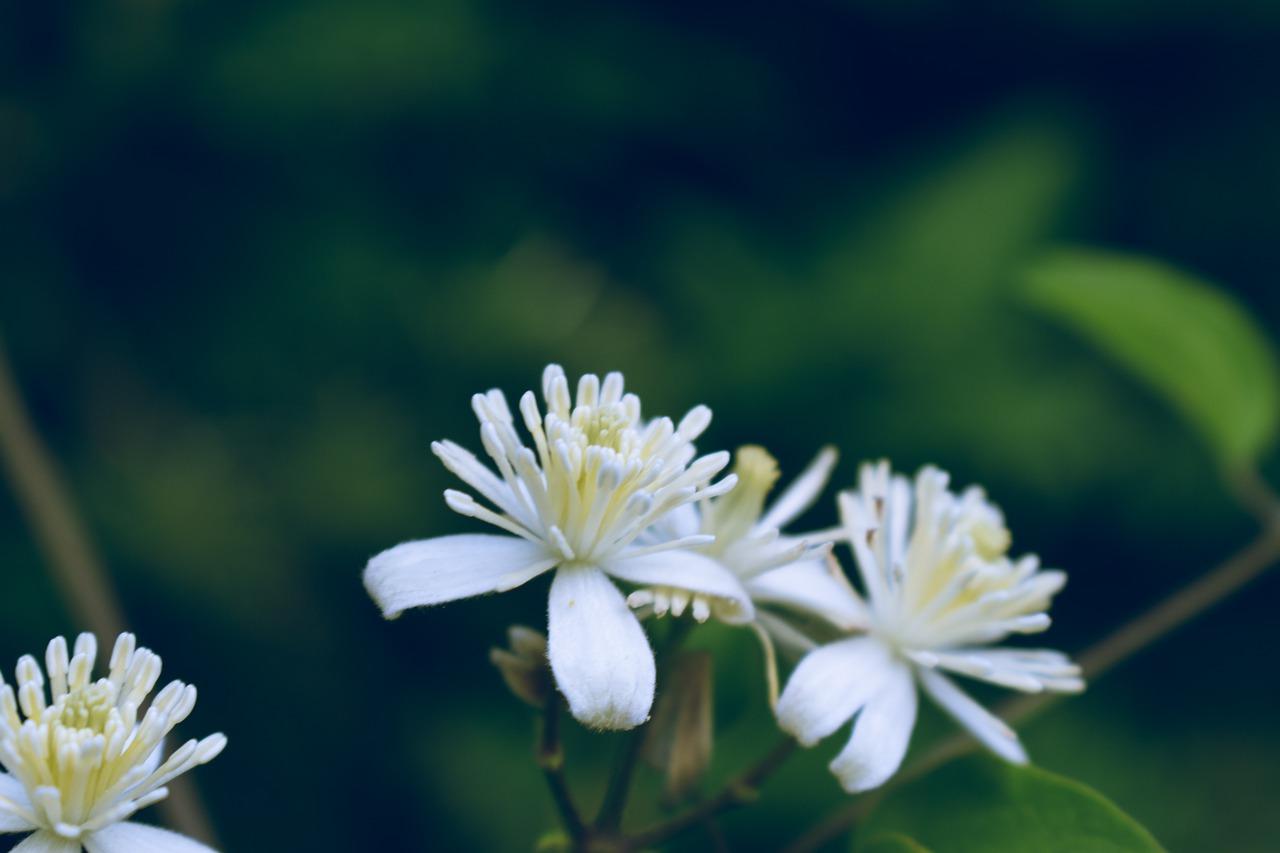 4. 自然界白花种类