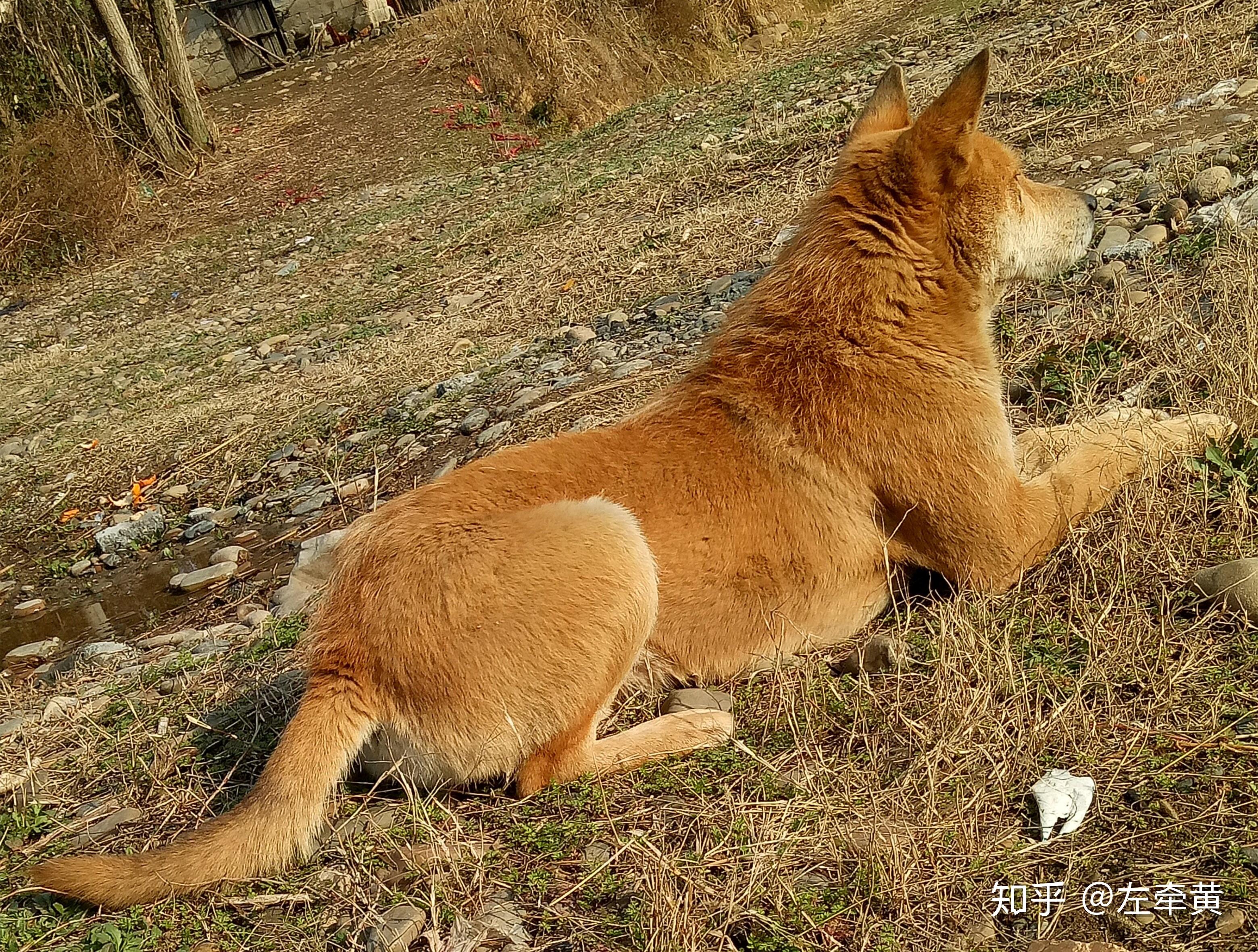 土狗长大什么样?