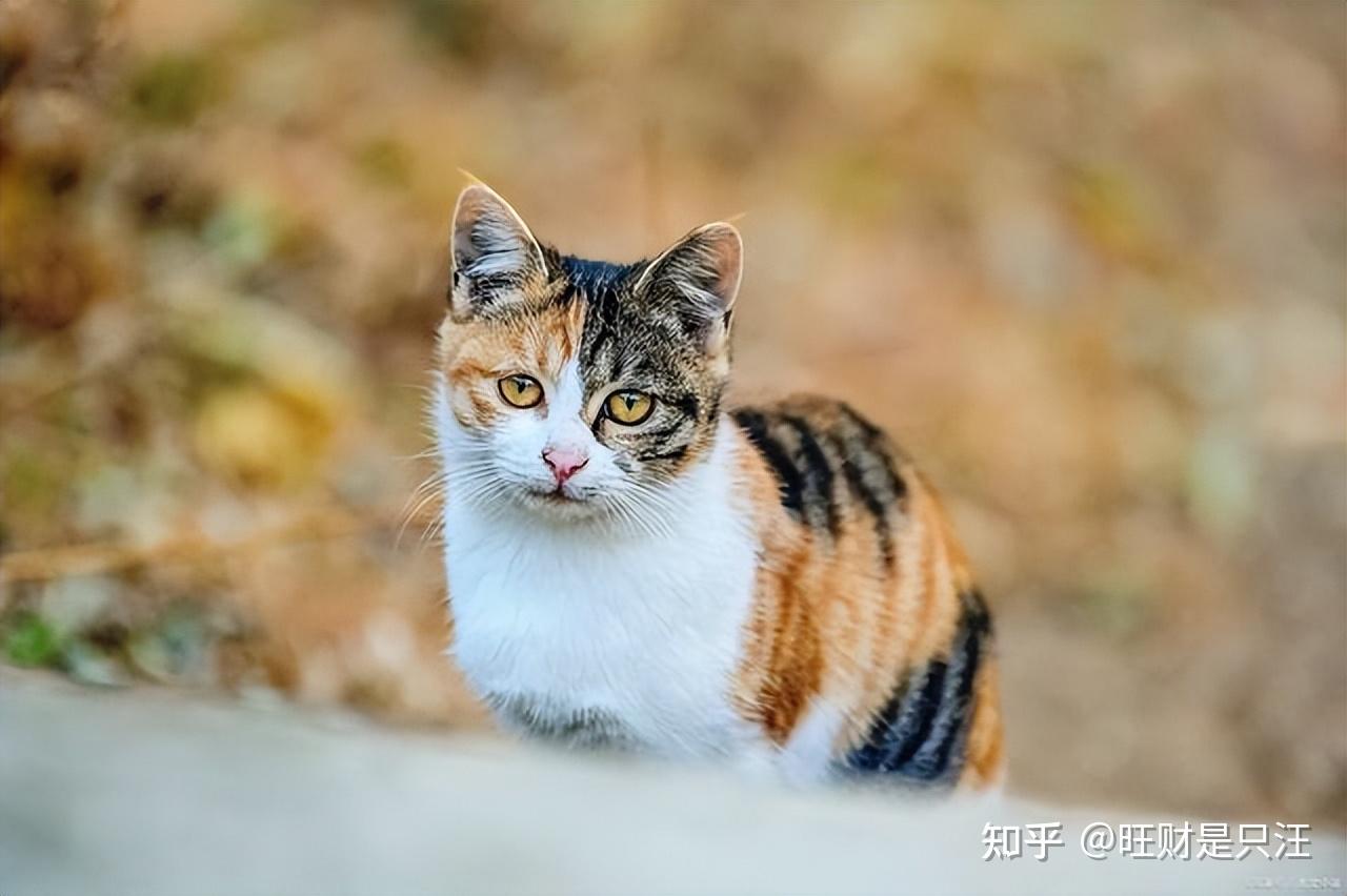 如何区分三花猫和玳瑁猫?差别就在毛色分布上! - 知乎