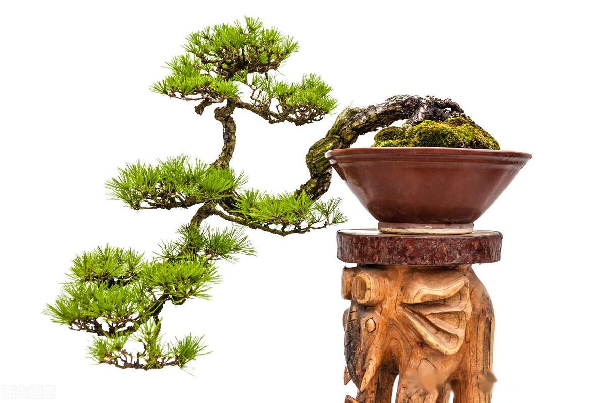 松树的这些特点您真的了解吗? - 知乎