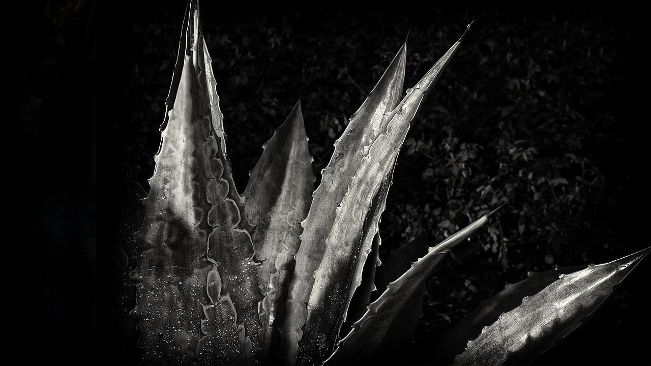 3. 海黄包浆步骤