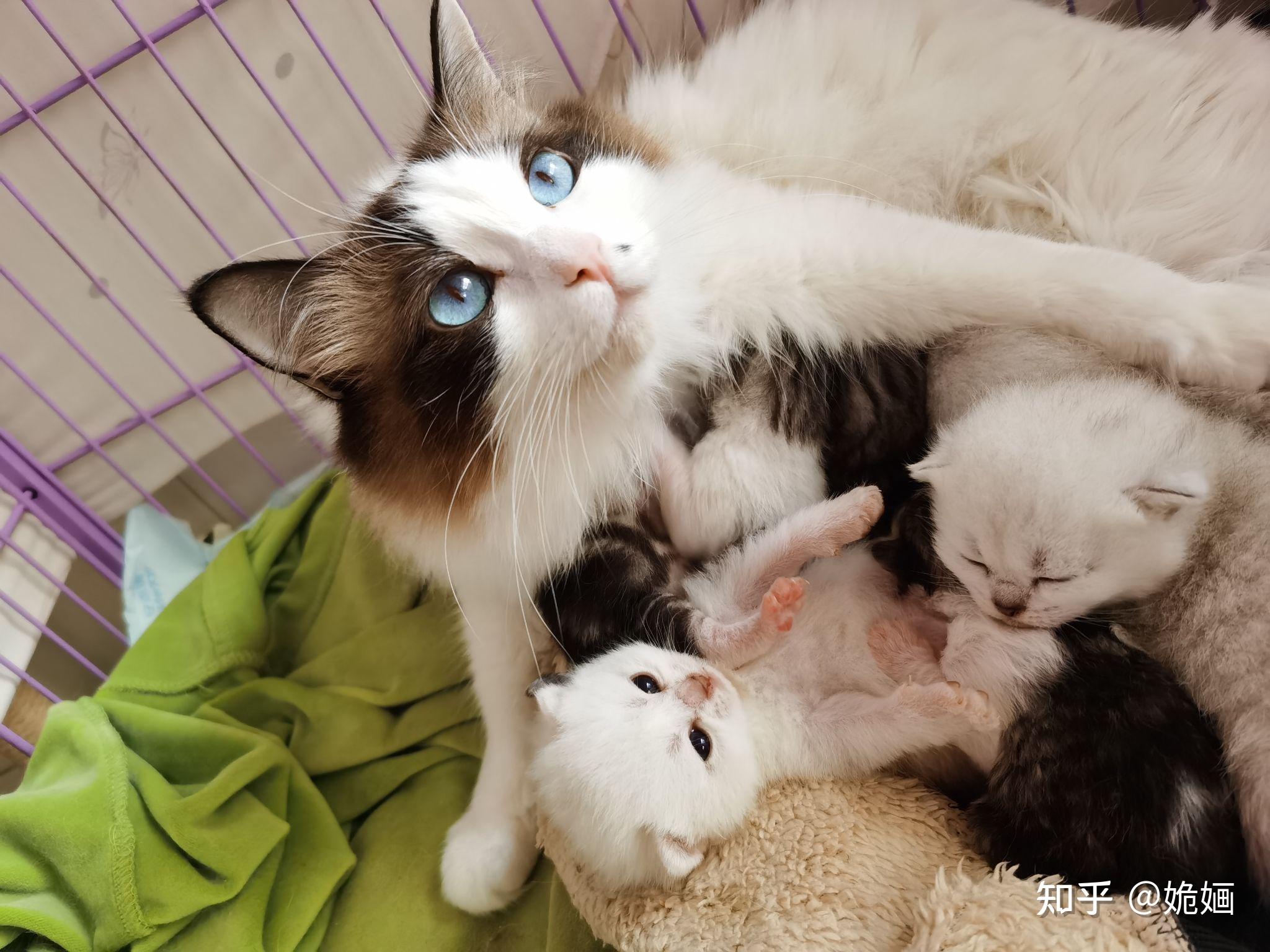 有木有布偶串银渐层的宝宝啊想康康长什么样