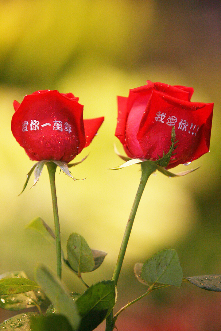 爱情要像花儿一样美好