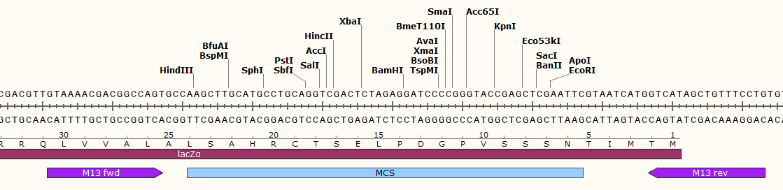 质粒puc18和19的区别是什么?