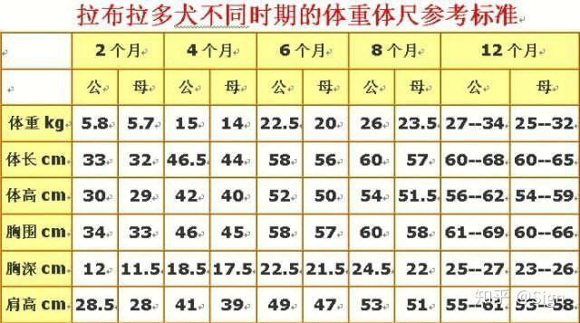五个月拉布拉多多大正常