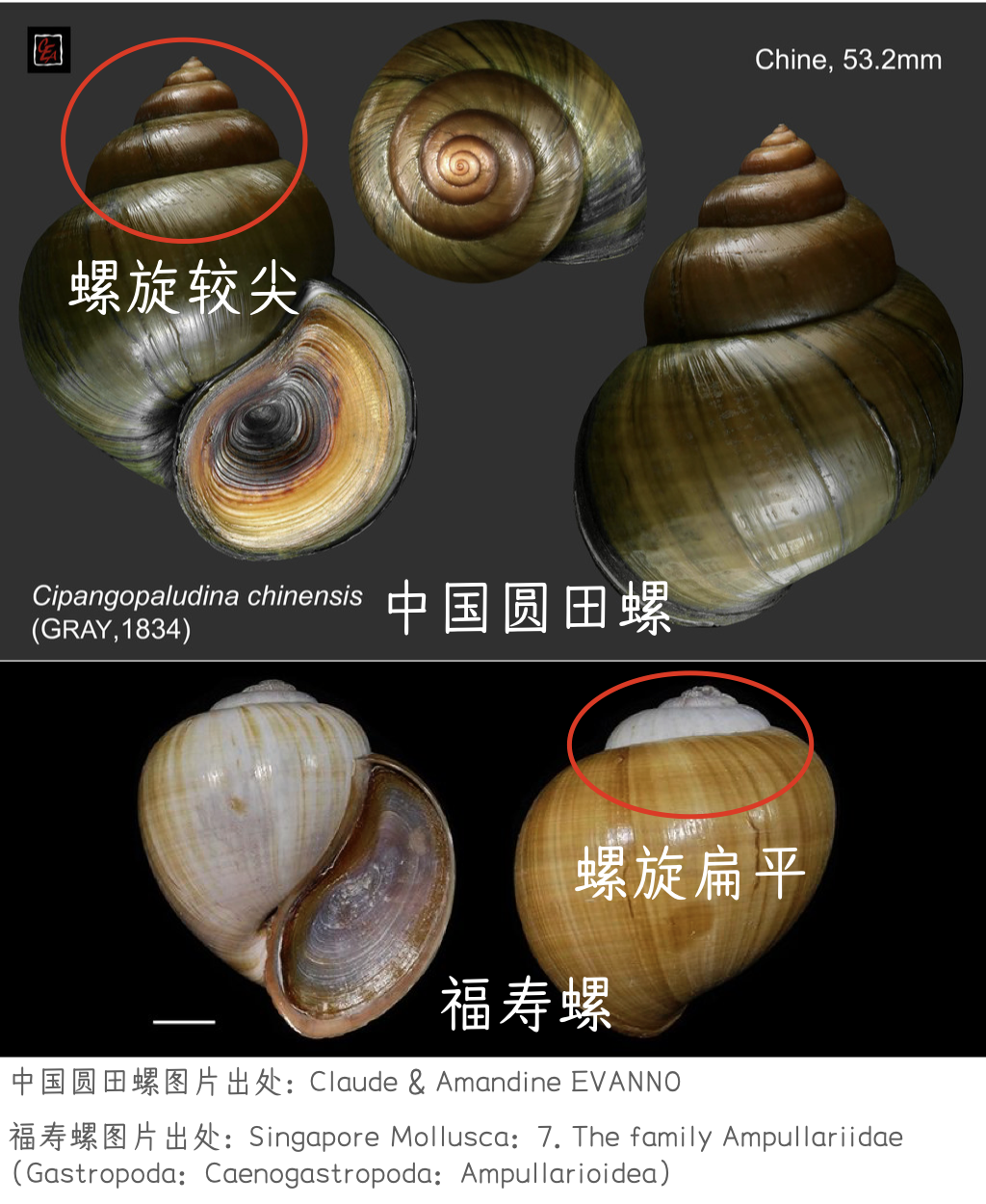 这种小海鲜美味但要命,千万别吃! - 知乎