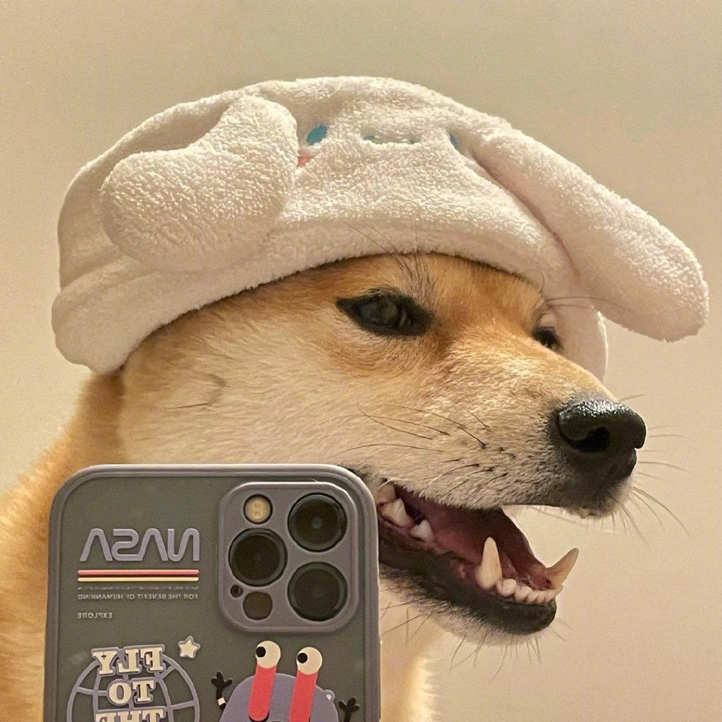 有没有那种特别可爱的狗狗的照片可以做头像那种的