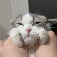 三花猫是公猫还是母猫：这里有最科学的解答！ - 知乎