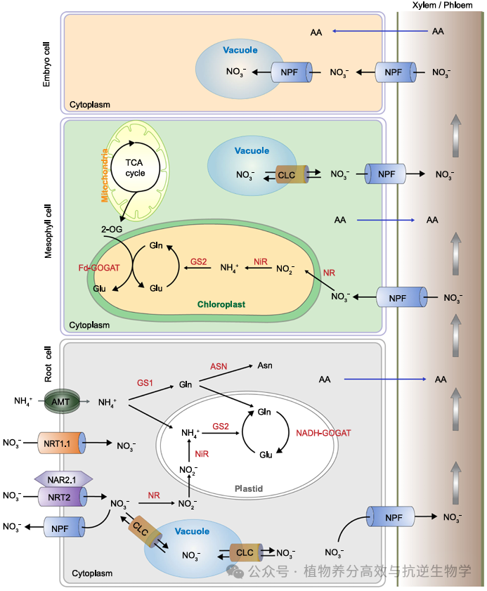 【J Integr Plant Biol. (Q1/9.3)】植物碳氮代谢优化:从基础到应用,解锁农业可持续新策略! - 知乎