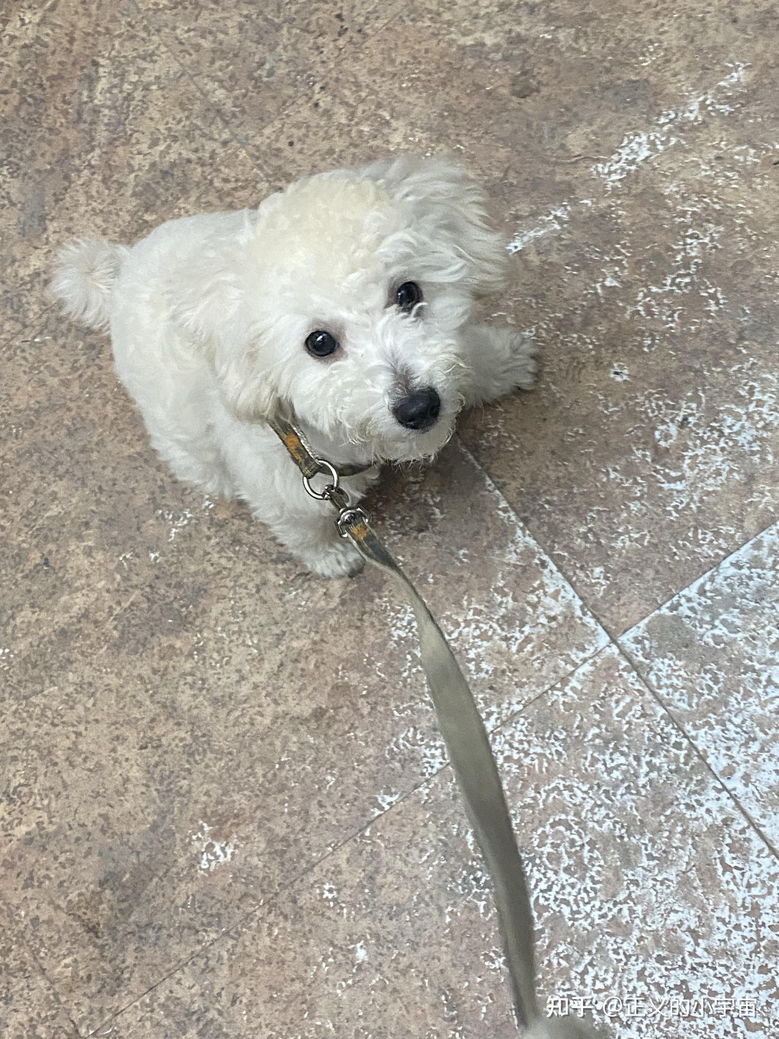 白色比熊跟棕色泰迪会串出什么样的狗?