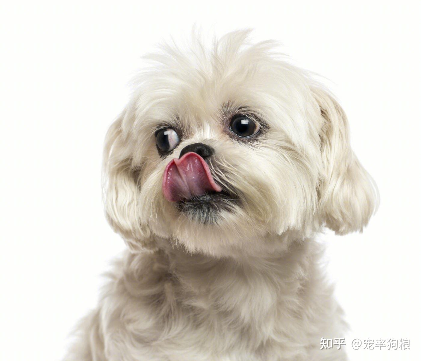 为什么越来越多人喜欢“拉萨狮子犬”？网友：养了才知道好 - 知乎