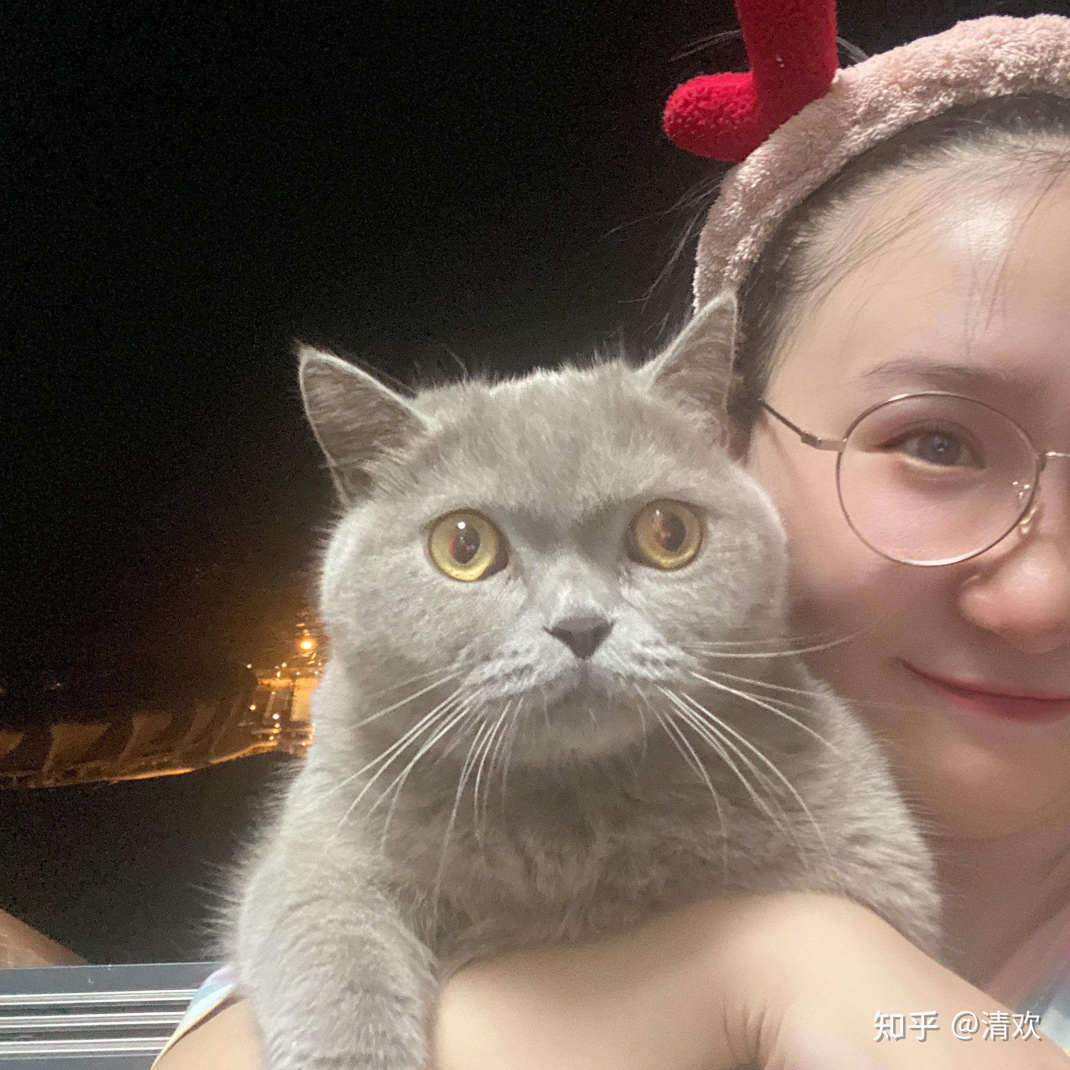 猫 宠物猫 英国短毛猫(蓝猫) 品种猫 问问看这个样子的英短算是失格嘛