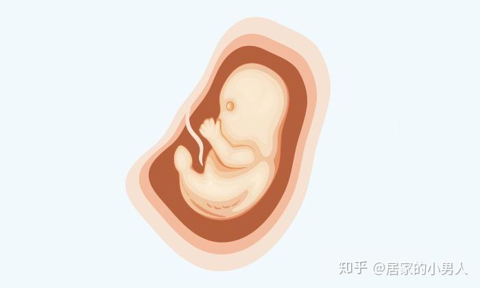 怀胎十月胎儿发育全过程图解,快看看宝宝长成什么样了! - 知乎
