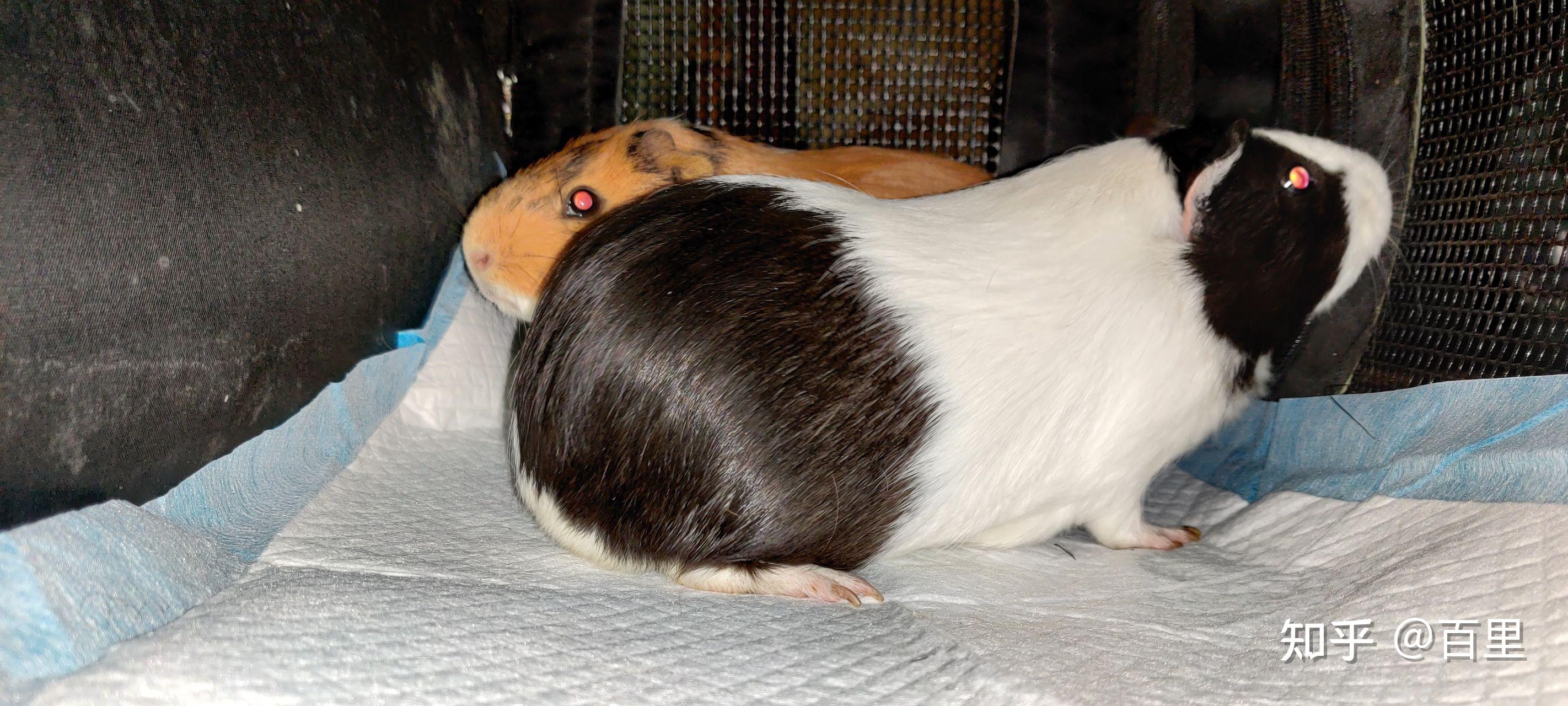 荷兰猪外出需要准备什么外出包如何挑选